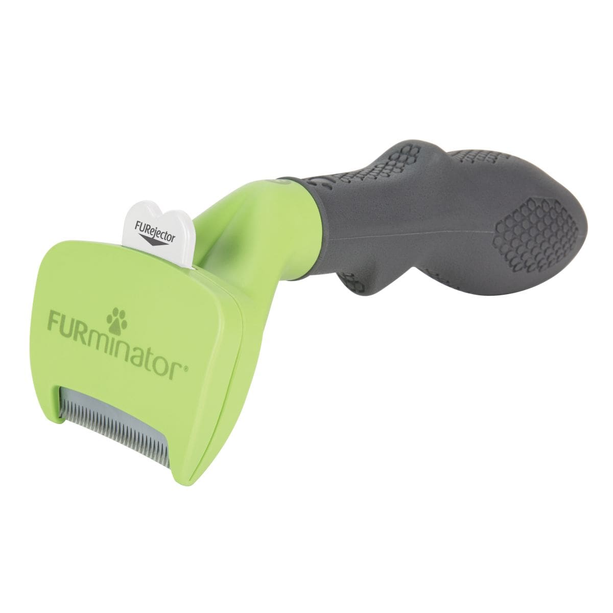 Small Dog Short Hair