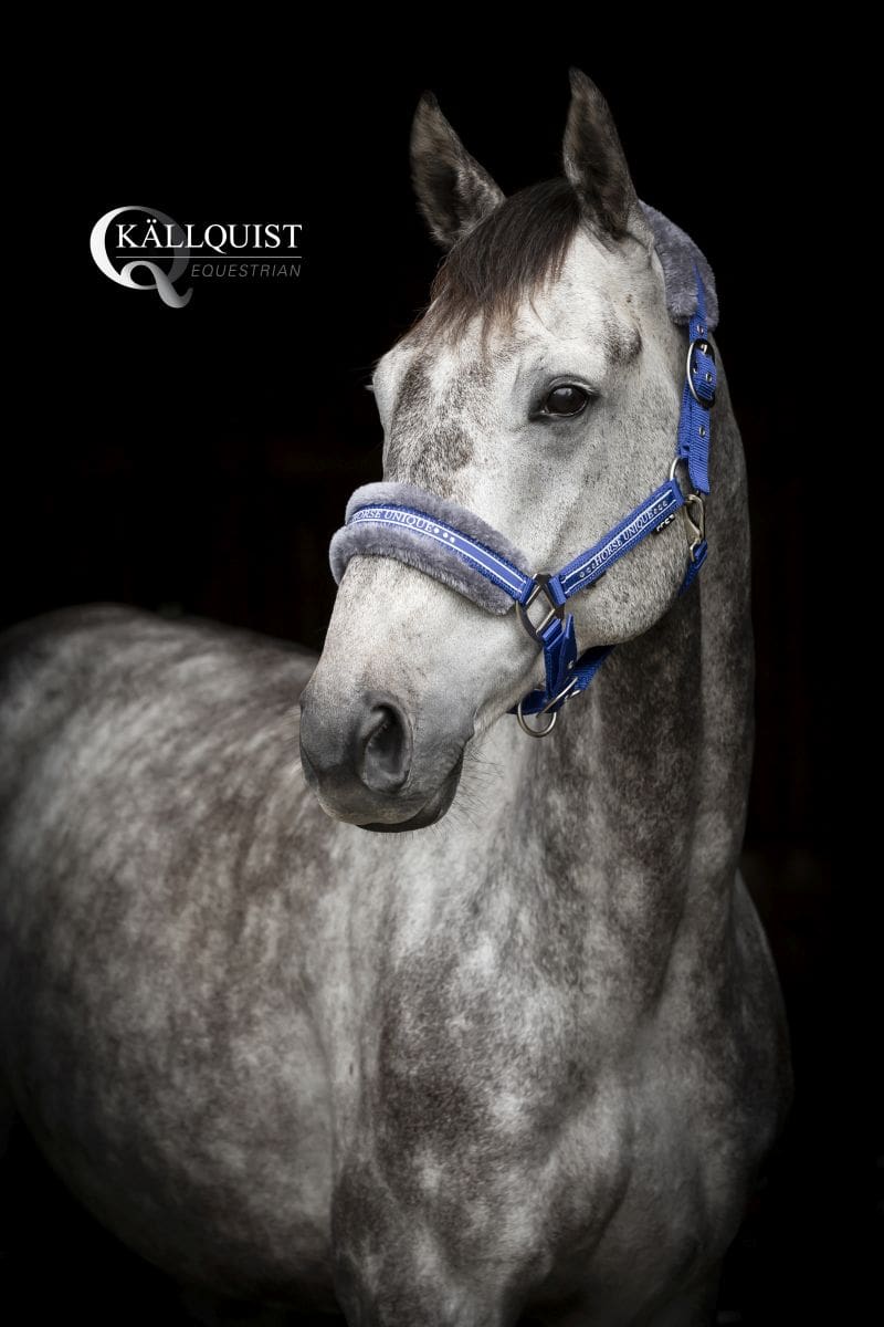 horseunique_blåQT7B2838_r_logga
