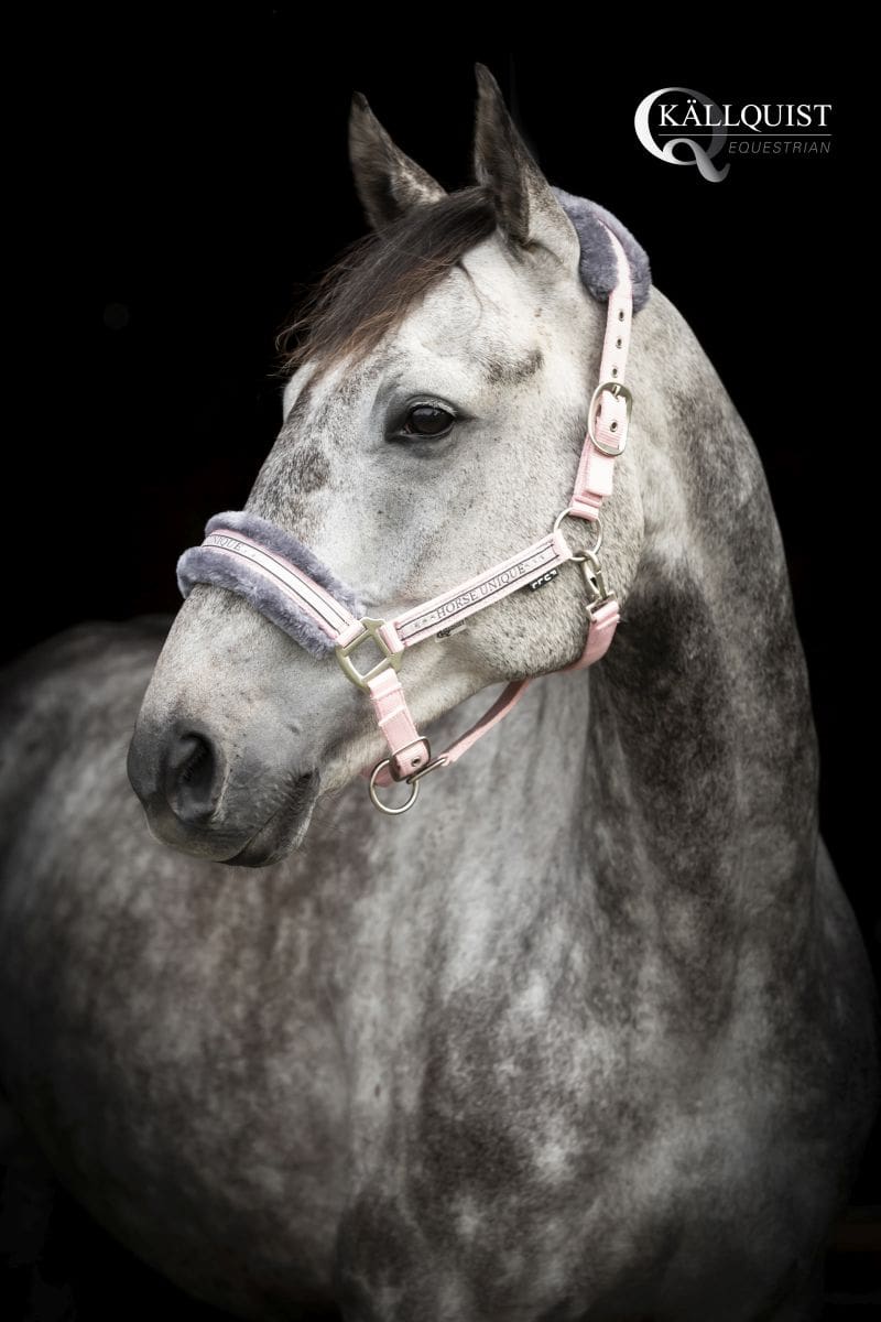 horseunique_rosaQT7B2828_r_logga